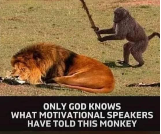 lion_monkey lion_monkey